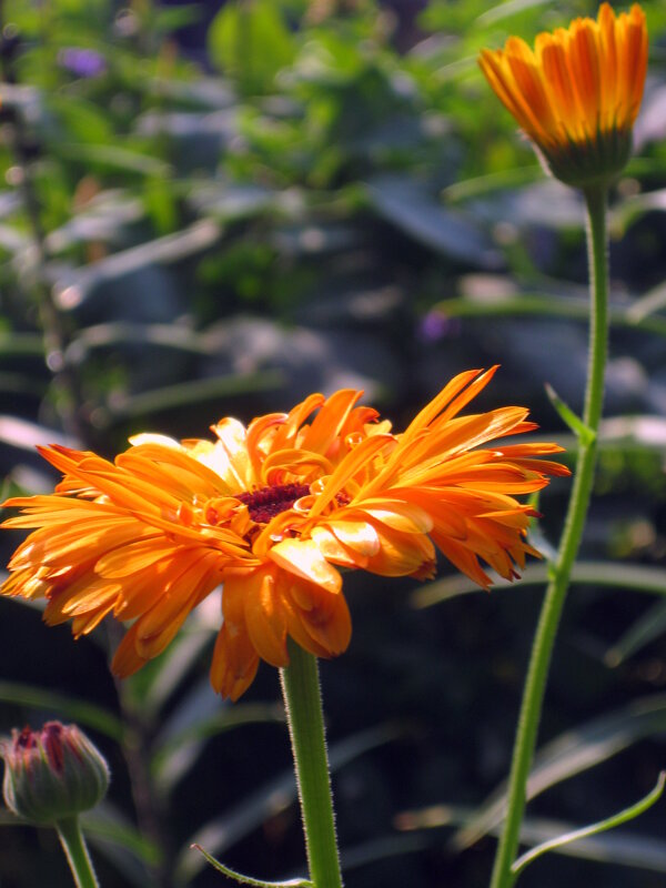 Календула - ирина 