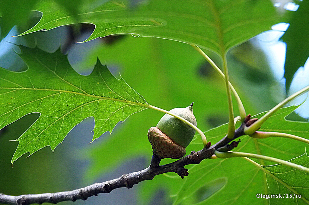 приметы осени - Олег Лукьянов