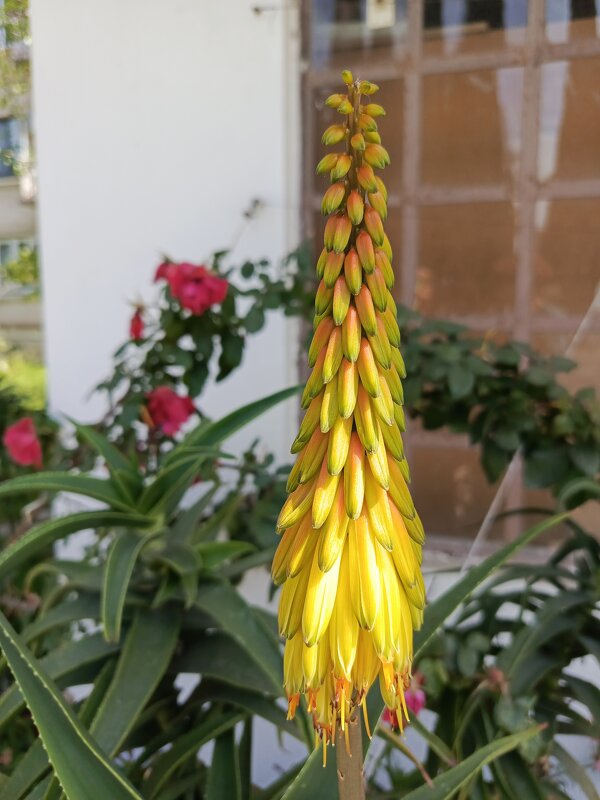 Чудо Кавказа - Татьяна Пальчикова