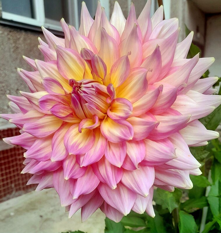 Георгин . - Мила Бовкун