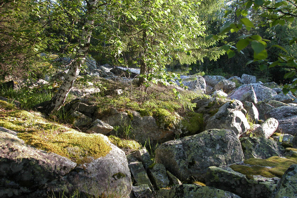 Дебри лесные - Наталья Лунева 