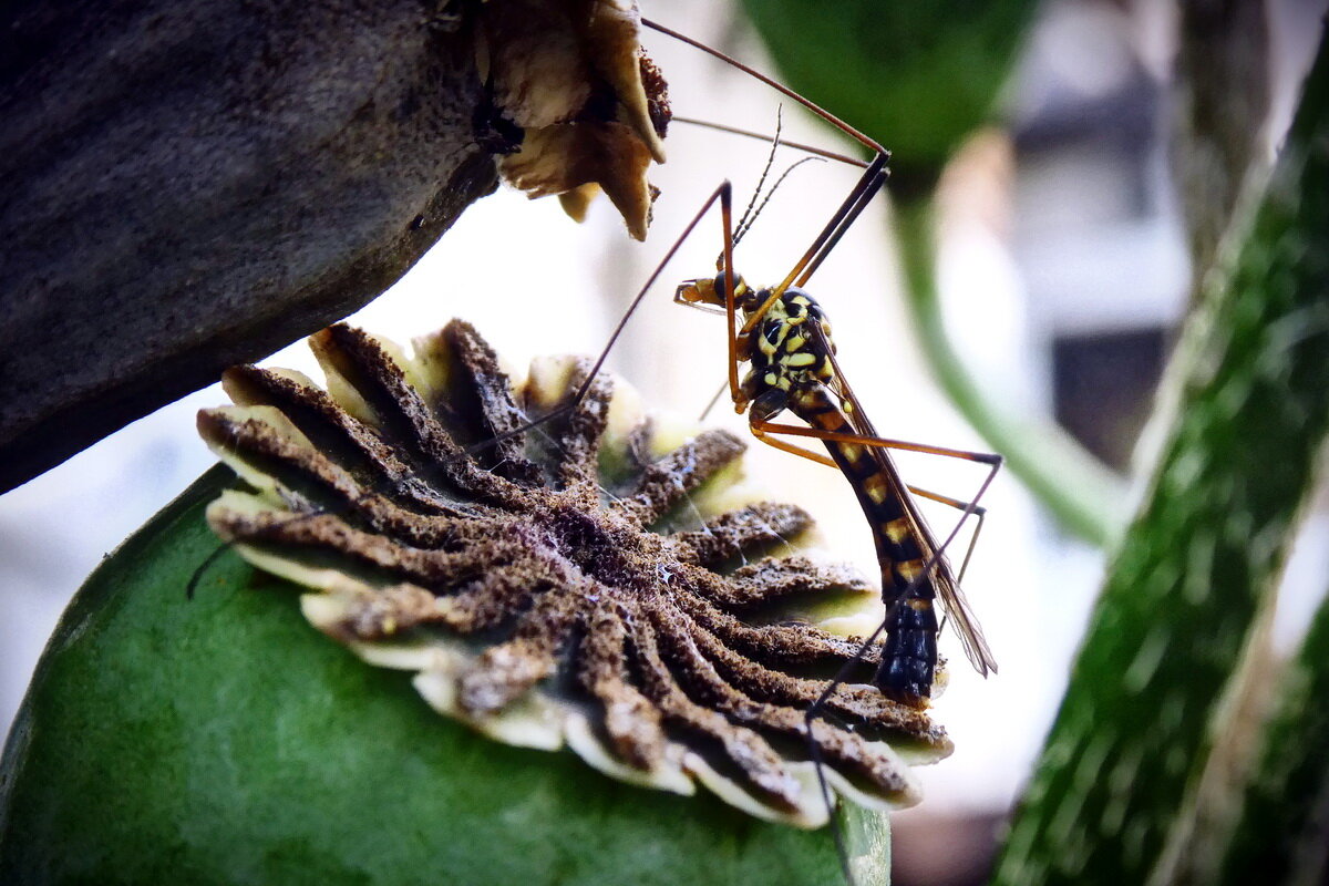 Ценитель... - Владимир Шошин Ценитель... - Владимир Шошин