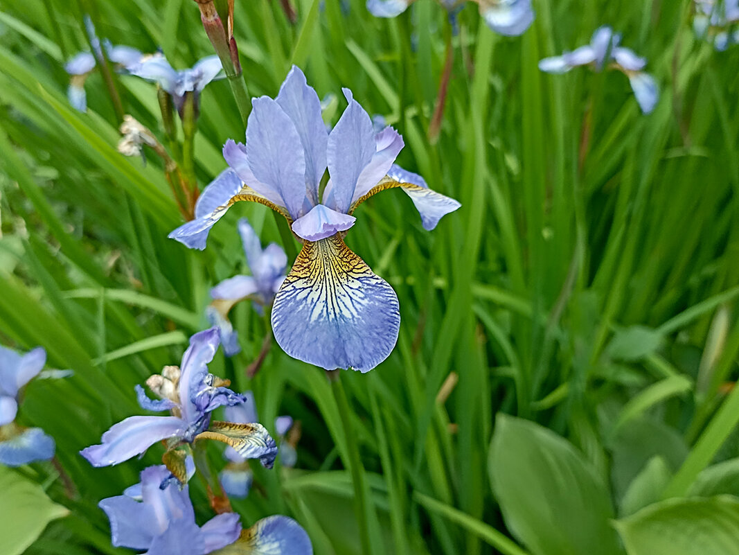 Ирисы. - Лилия *