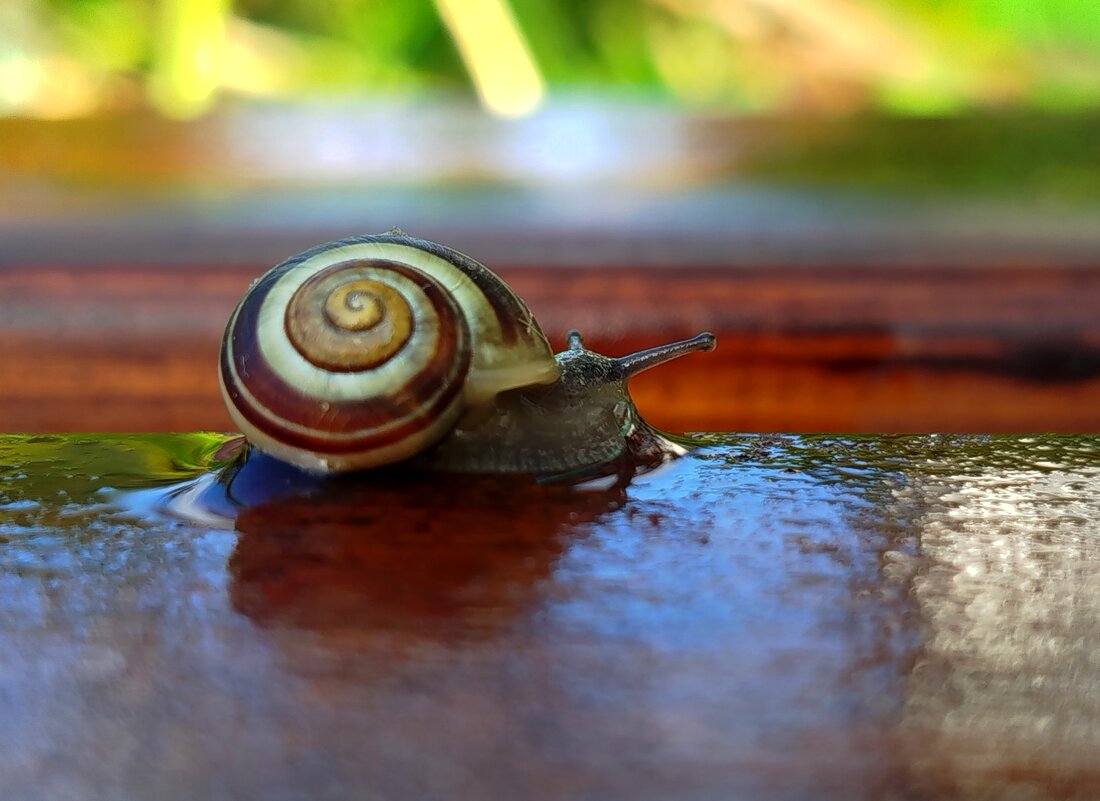 Улитка - светлана льдокова Улитка - светлана льдокова