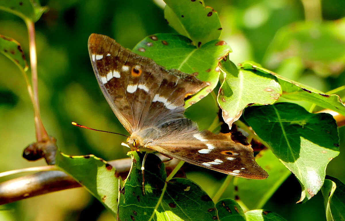 из сегодняшней съёмки 2 - Александр Прокудин