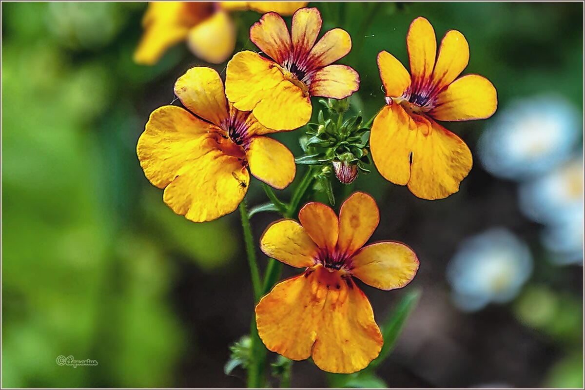 Сентябрьские цветы - Aquarius - Сергей Сентябрьские цветы - Aquarius - Сергей