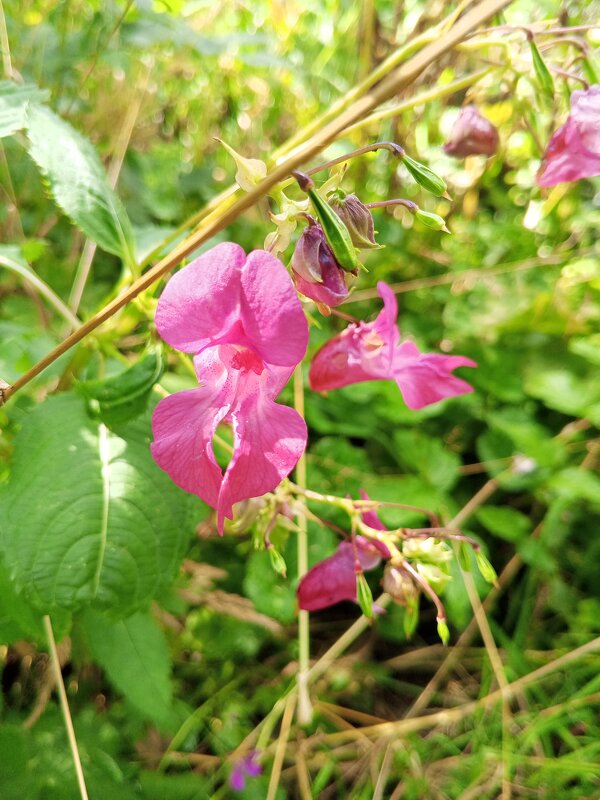 Недотрога - Сапсан 