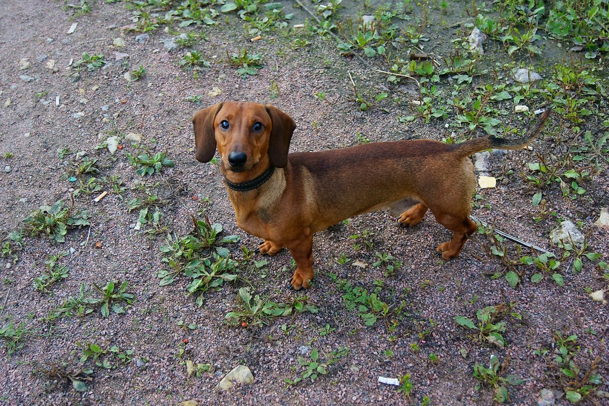 Такса заинтересовалась... Позирует...)) - Игорь Тельцов