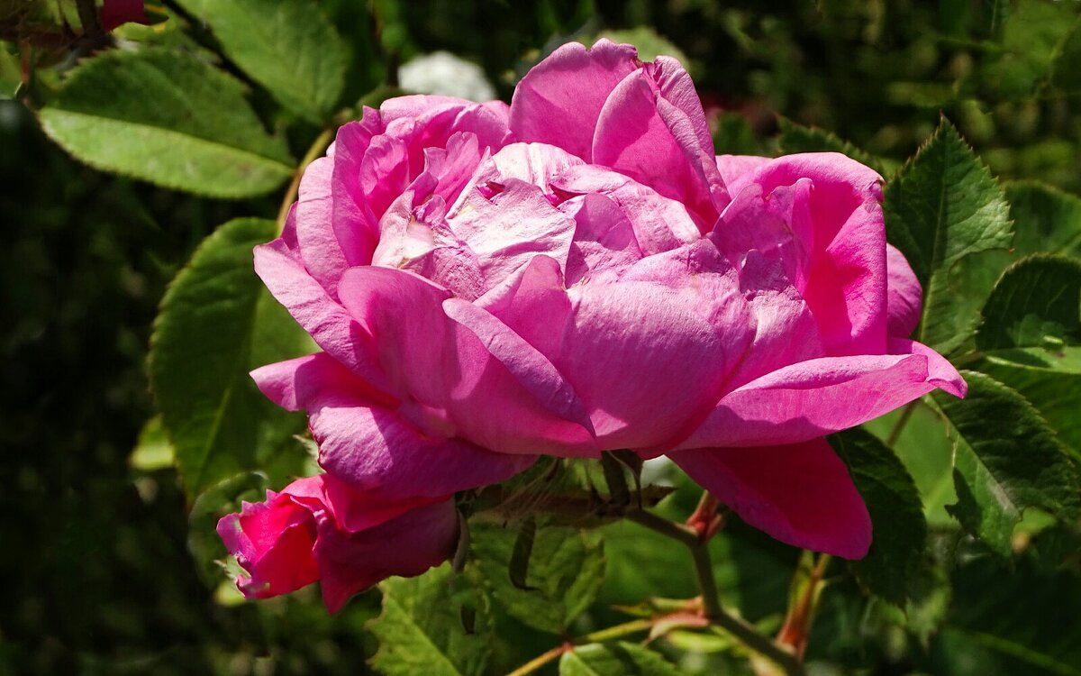 Роза сентября. - Милешкин Владимир Алексеевич Роза сентября. - Милешкин Владимир Алексеевич