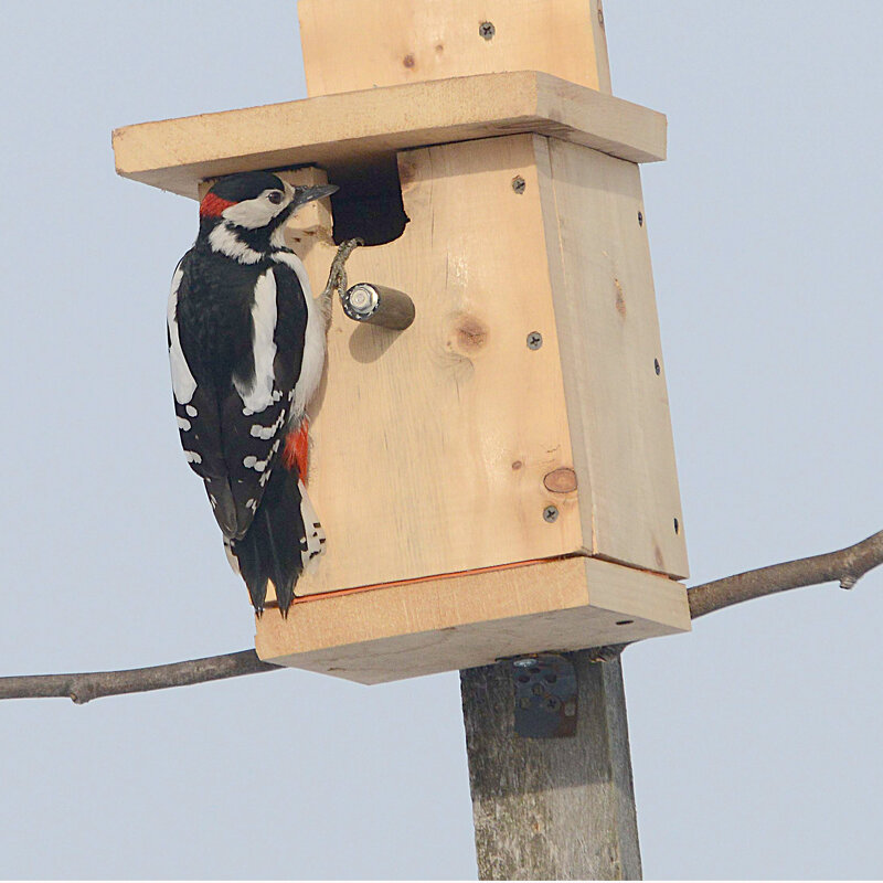 Новосел - Михаил Белоусов