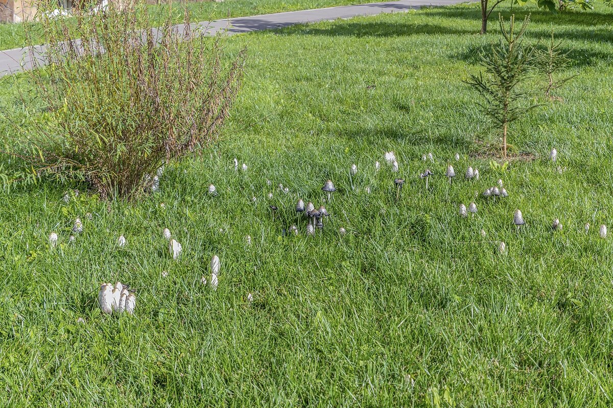 Набрёл на поляну с грибами - Валерий Иванович