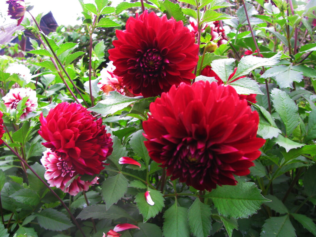 Георгины цветут - Людмила Смородинская