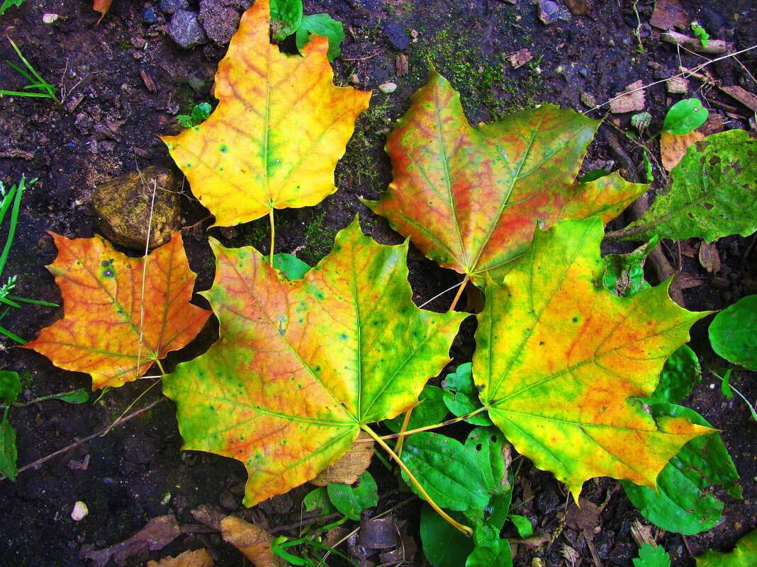 Осенняя красота - Людмила Смородинская