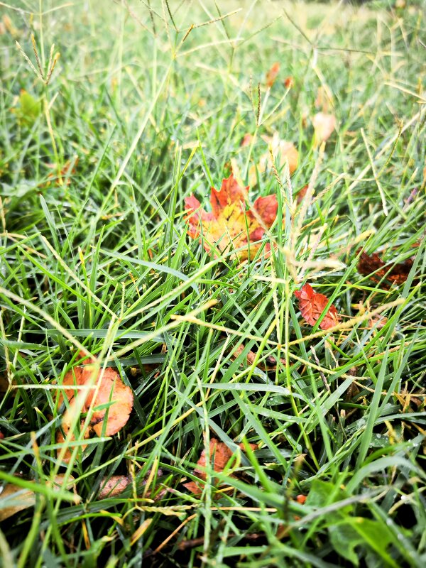 *** - Oksana Verkhoglyad