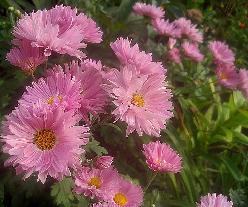 Хризантемы - Елена Семигина