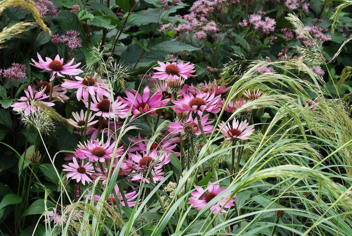 Эхинацея пурпурная - Рита Симонова