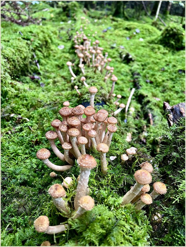 Пошли опята. - Валерия Комова