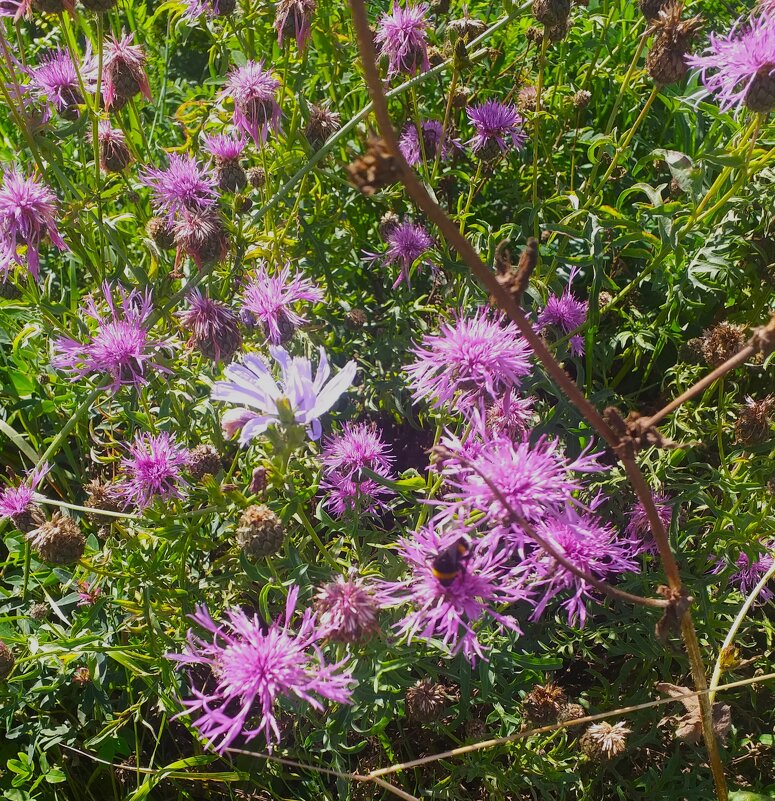 дикие травы... - Галина Флора