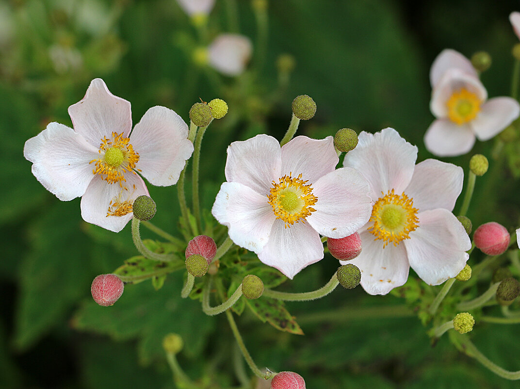 Ветреница японская - Светлана Ветреница японская - Светлана