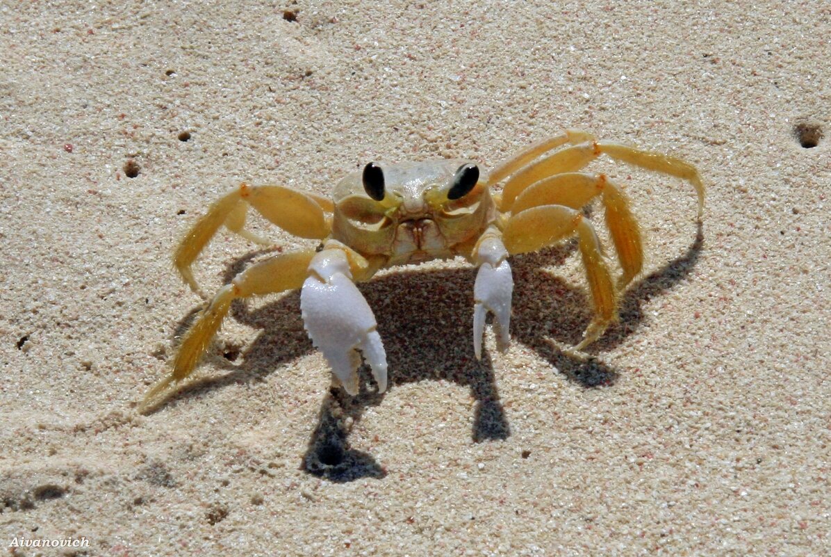 ЛУПОГЛАЗЫЙ. - Андрей Андреев Андреев