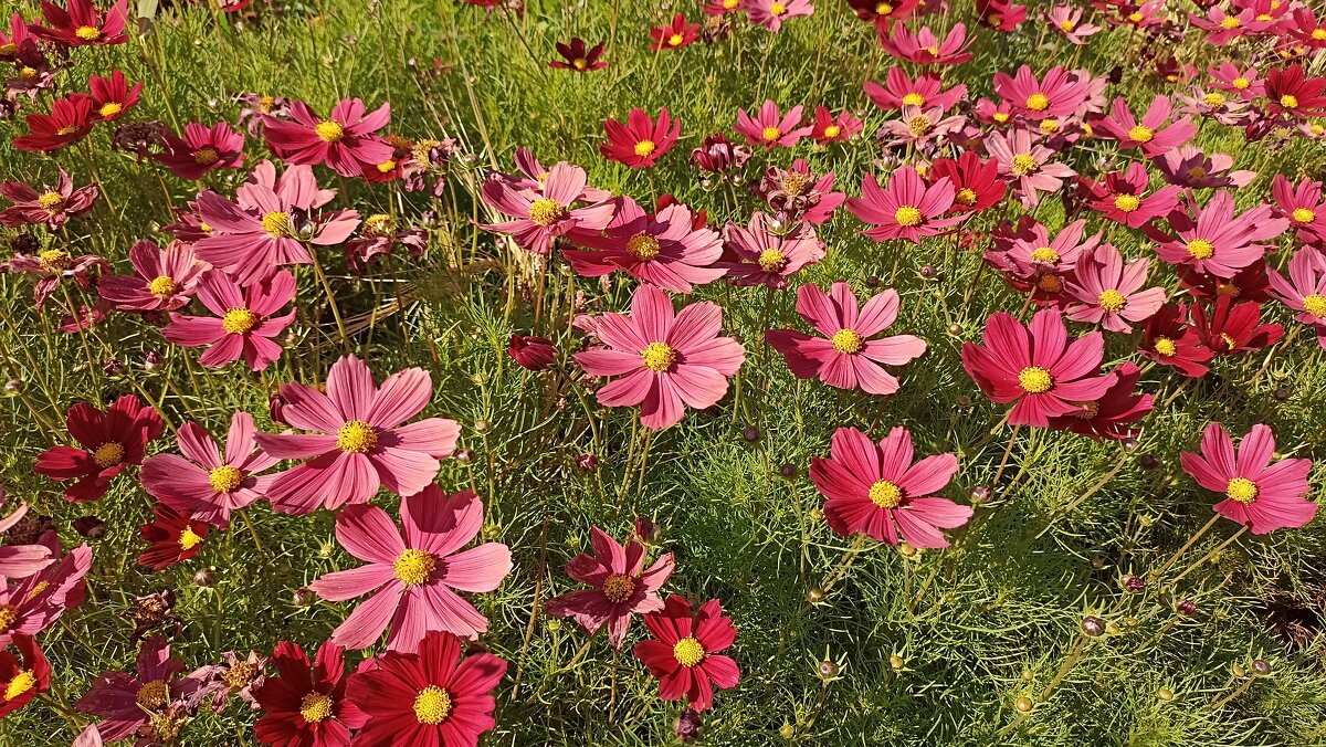 Космея - Татьяна Тюменка Космея - Татьяна Тюменка