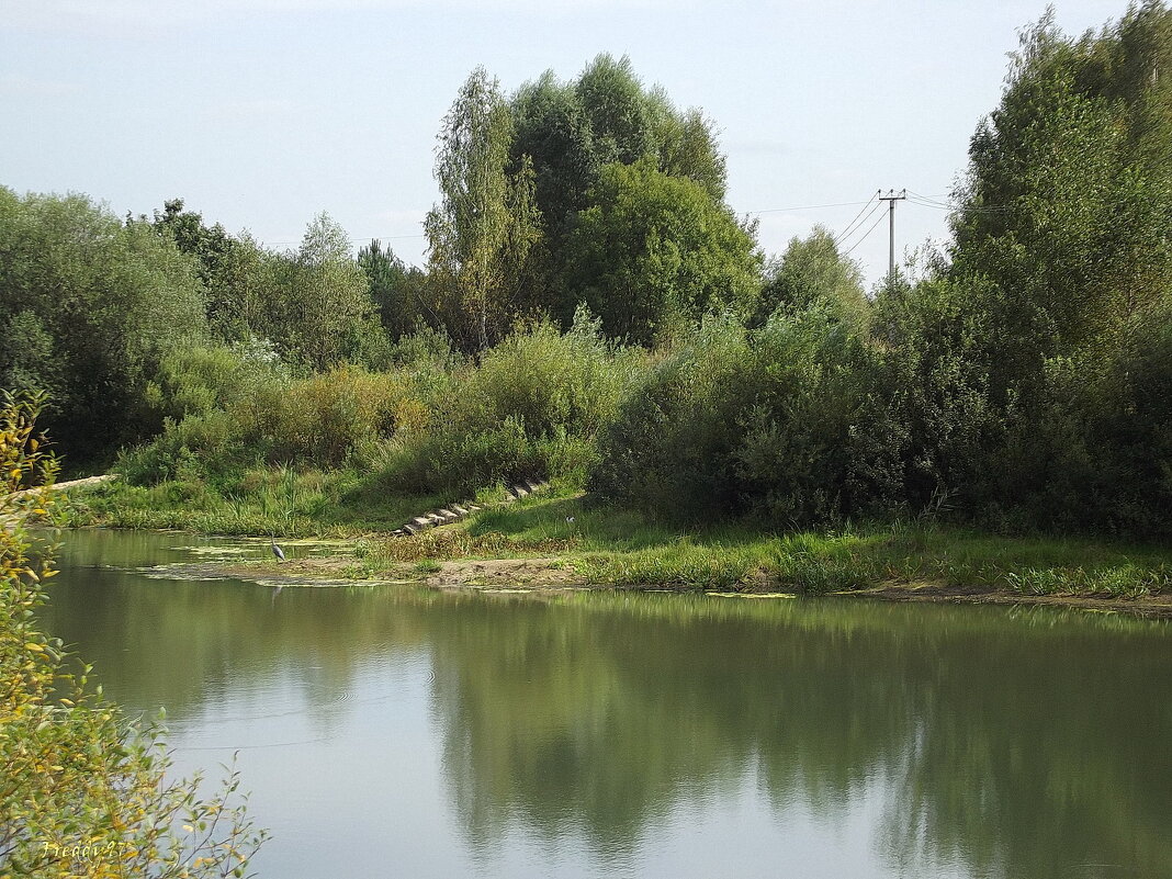 У пруда... - Freddy 97