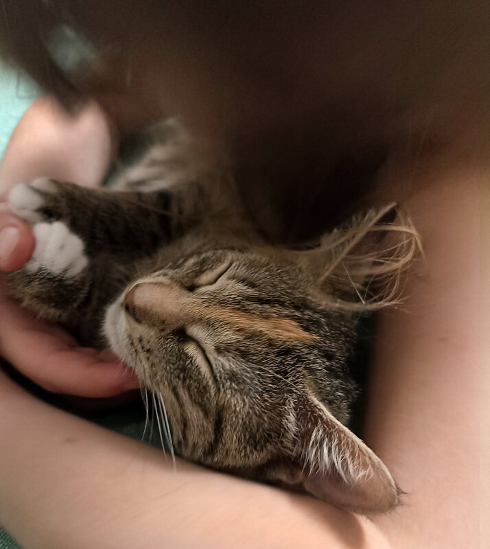 Кошка Ася - Лилия * Кошка Ася - Лилия *