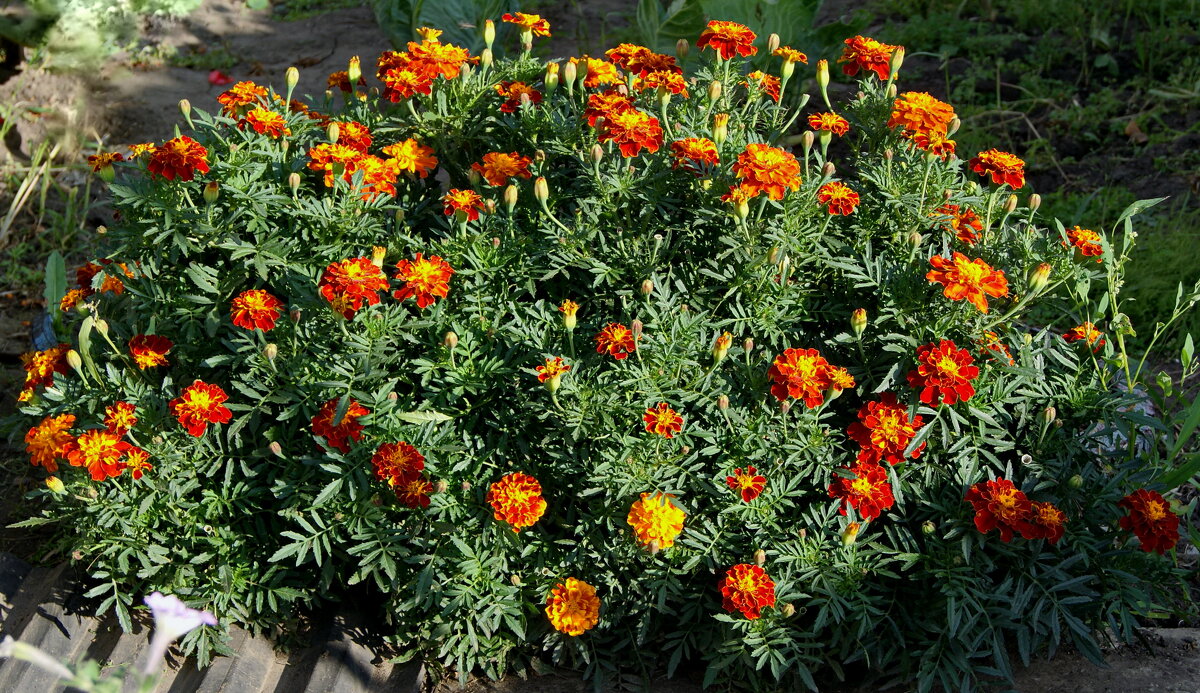 Клумба из бархатцев. - сергей ермошкин