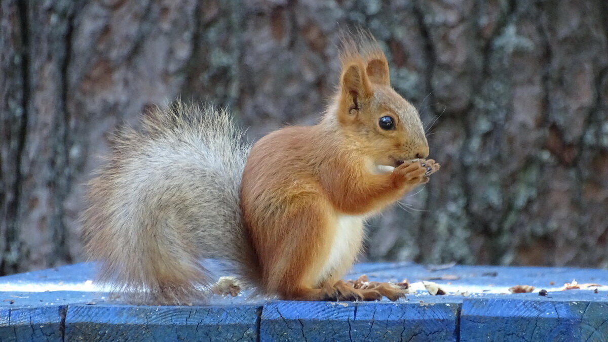 Белочка - анна корнишина 