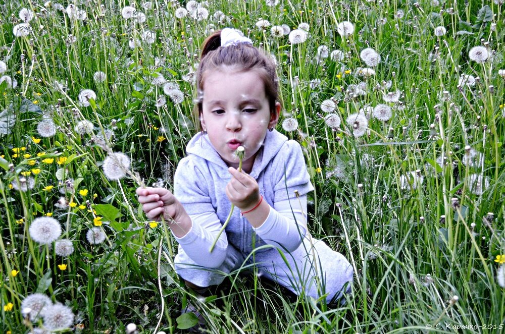 Настя та одуванчики - Степан Карачко