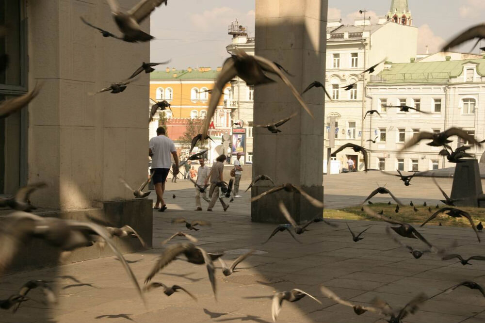 Внезапная стая - Александр 