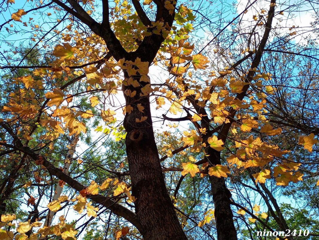 Засентябрило за окном... - Нина Бутко