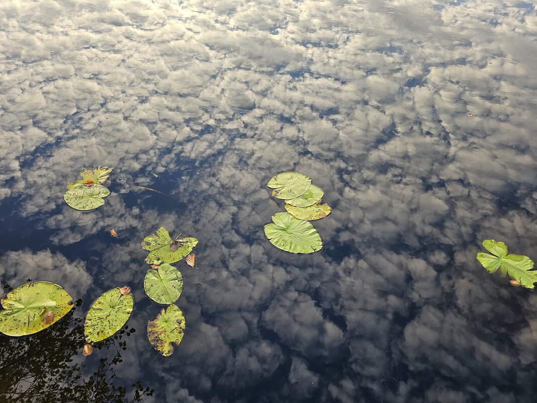 Утренний рассвет. - Галина Левина