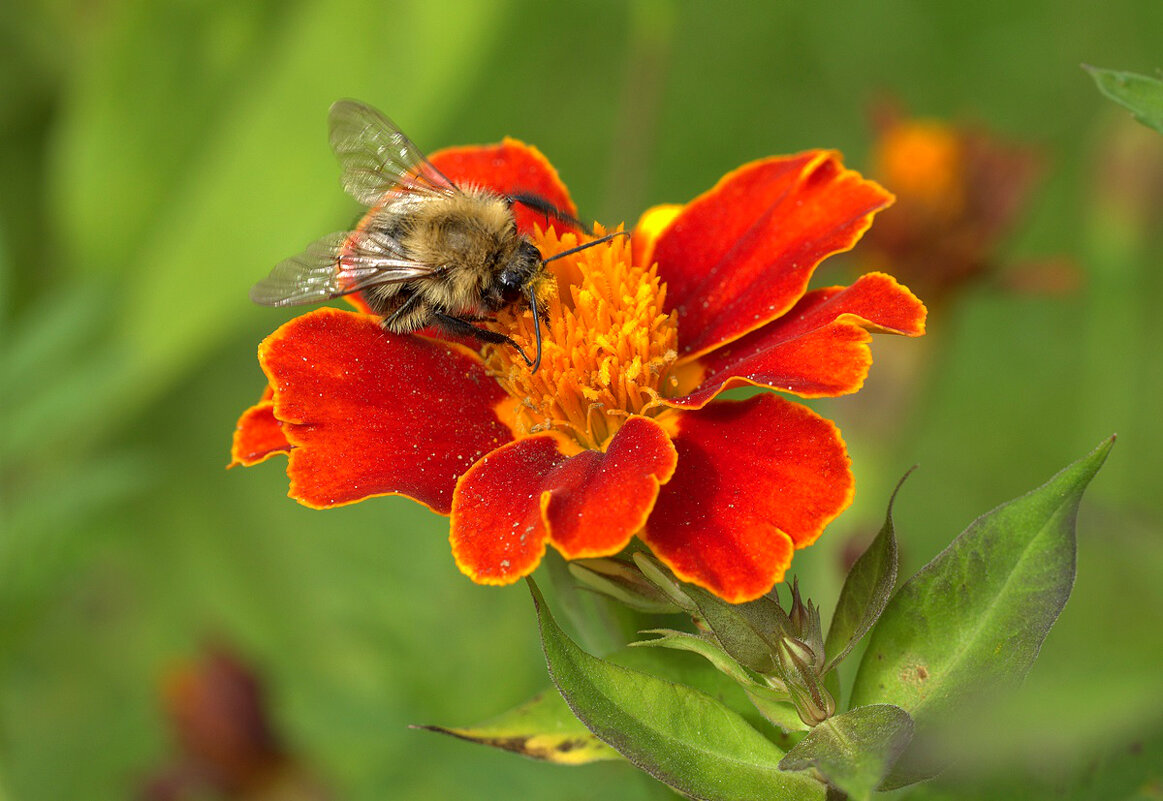 Трудяга - Вячеслав Минаев