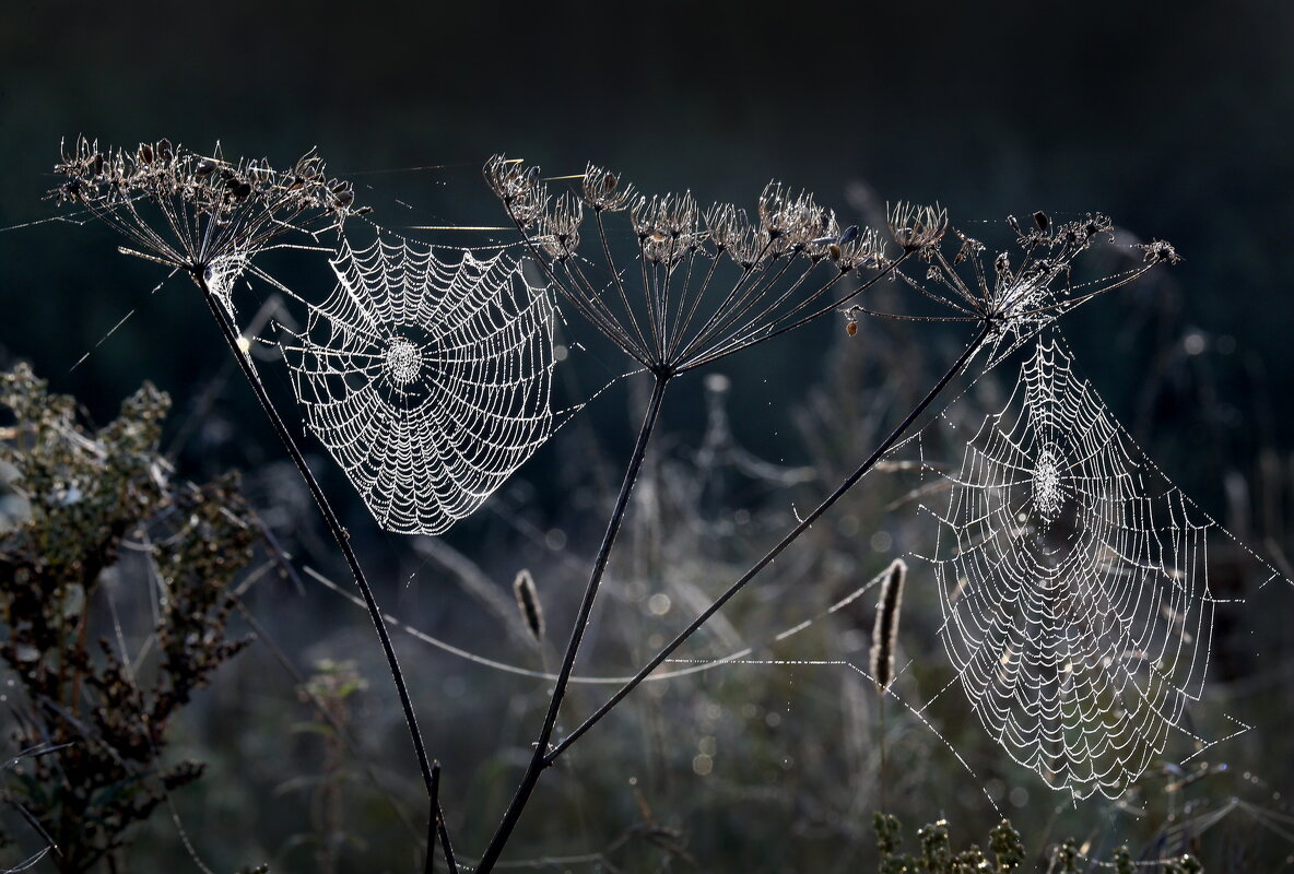 Утро 10 сентября. Царицыно - Михаил Бибичков
