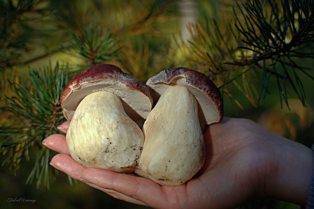 Лесная парочка шоколадок - Aleksandr P.