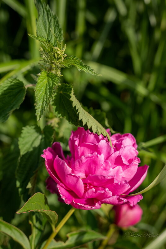 Пион и крапива... - Николай Гирш