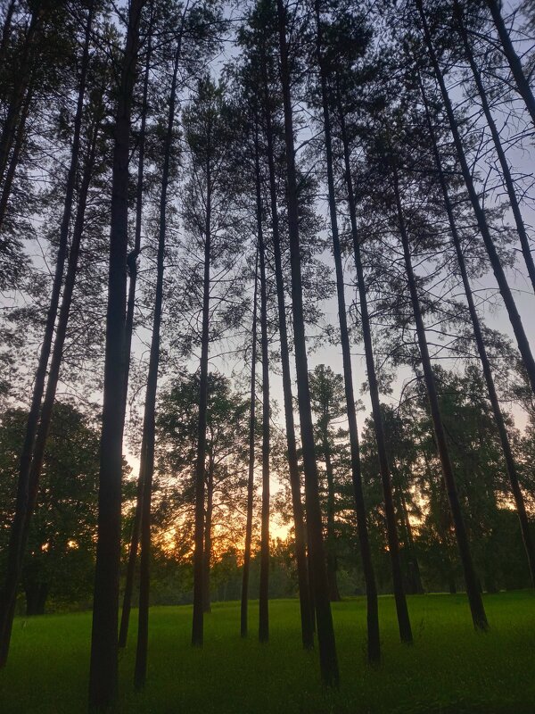 Закат - Сапсан 