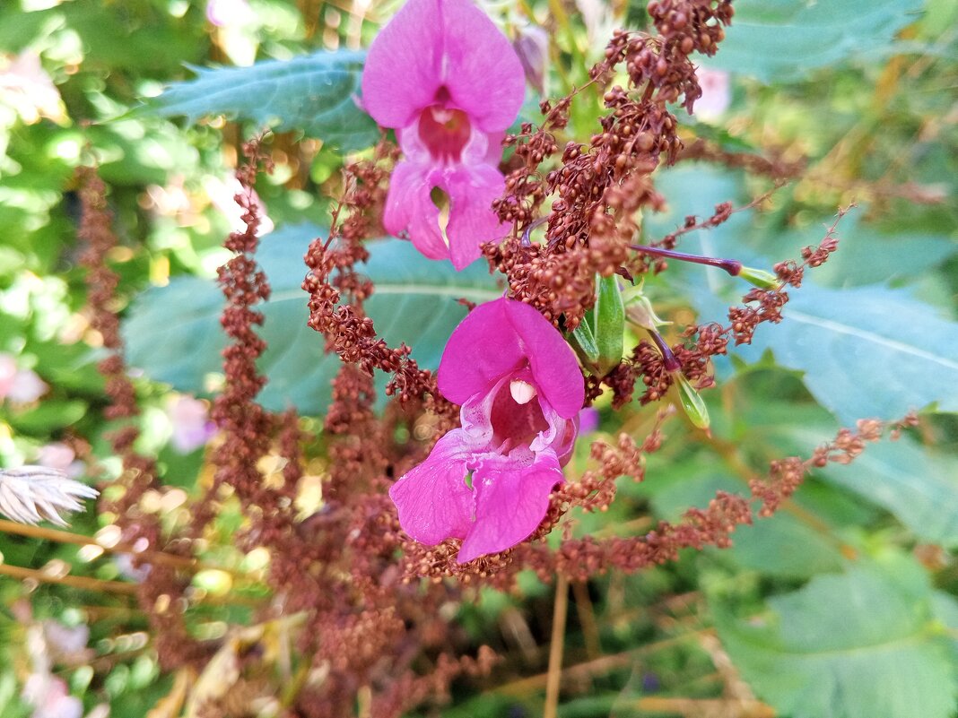 Недотрога - Сапсан 