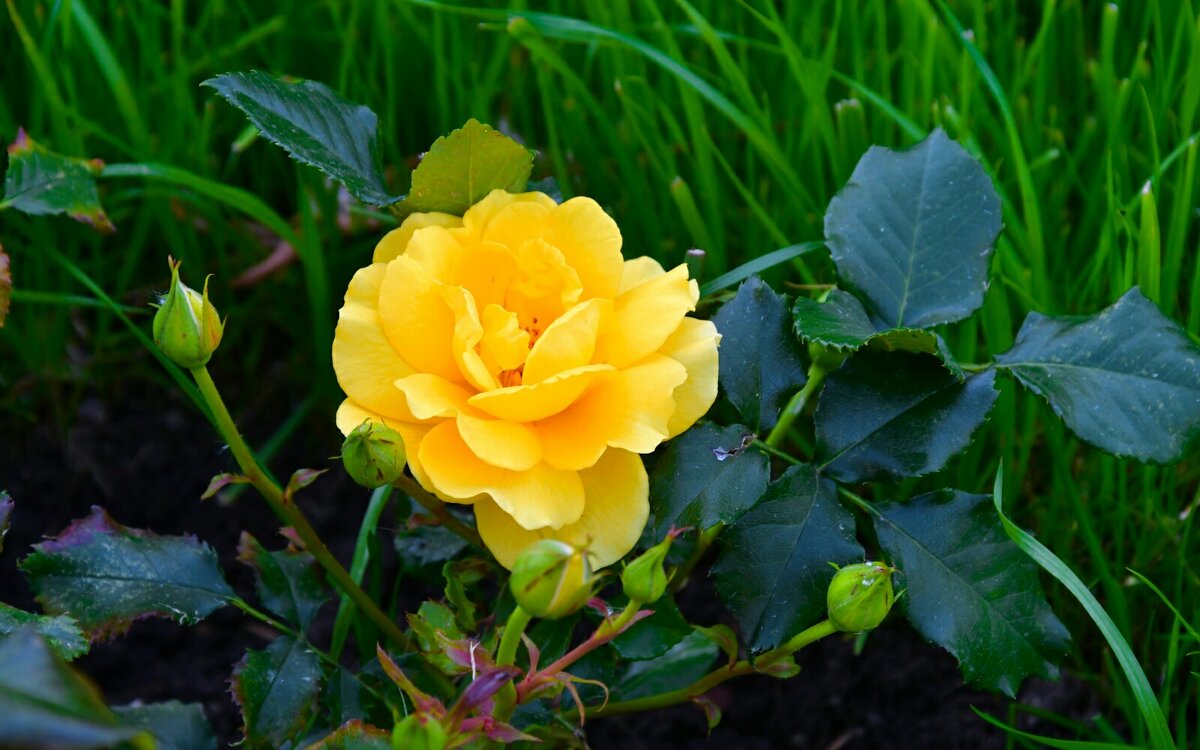 Цветы в сентябре. - Милешкин Владимир Алексеевич 