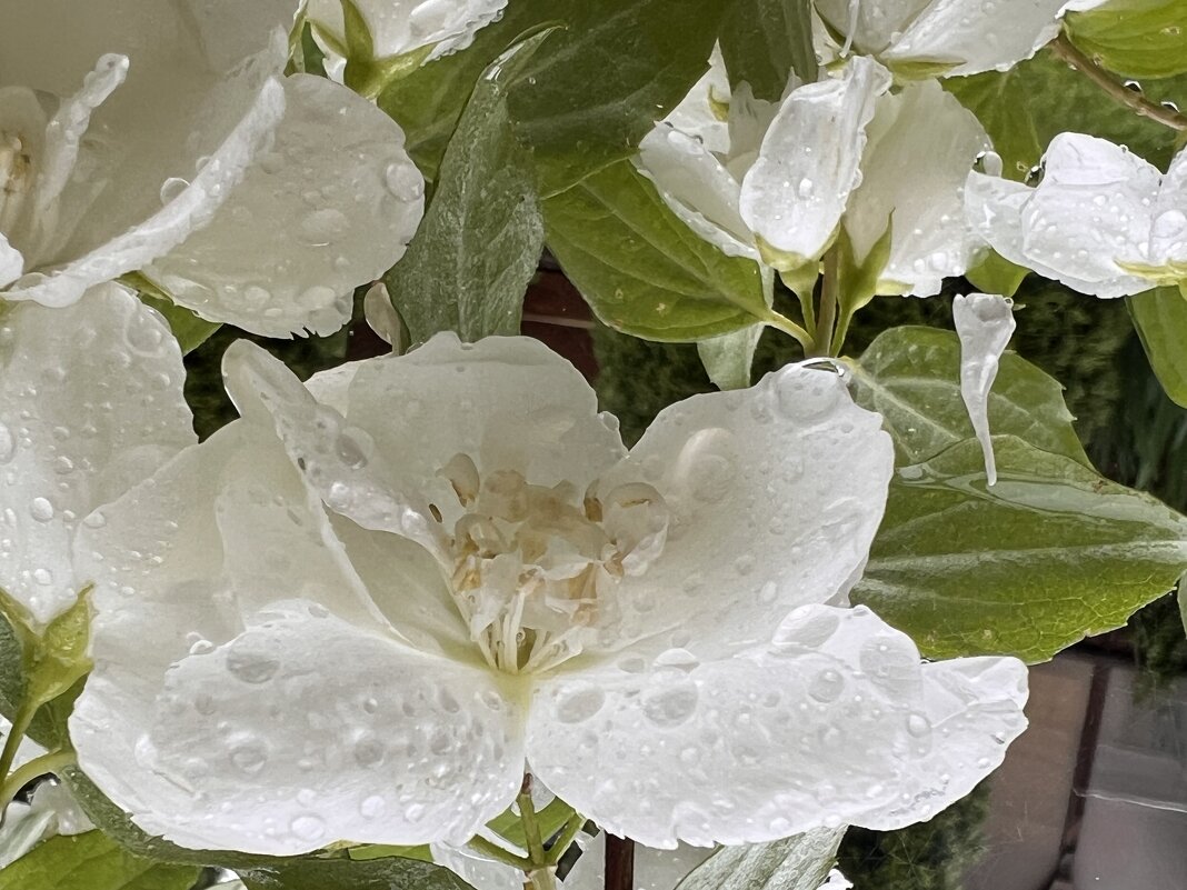 После дождя. Капли 1 - Galina 