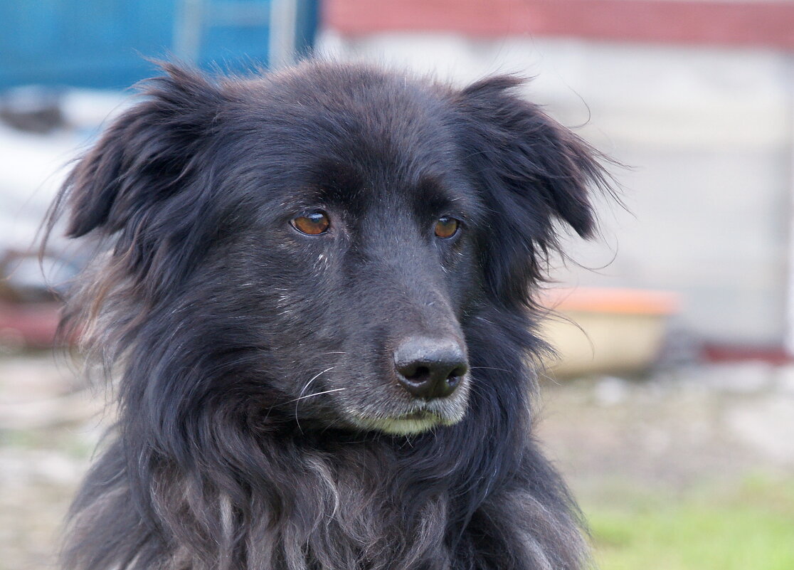 Чувак уже совсем взрослый... - Андрей Катков Чувак уже совсем взрослый... - Андрей Катков