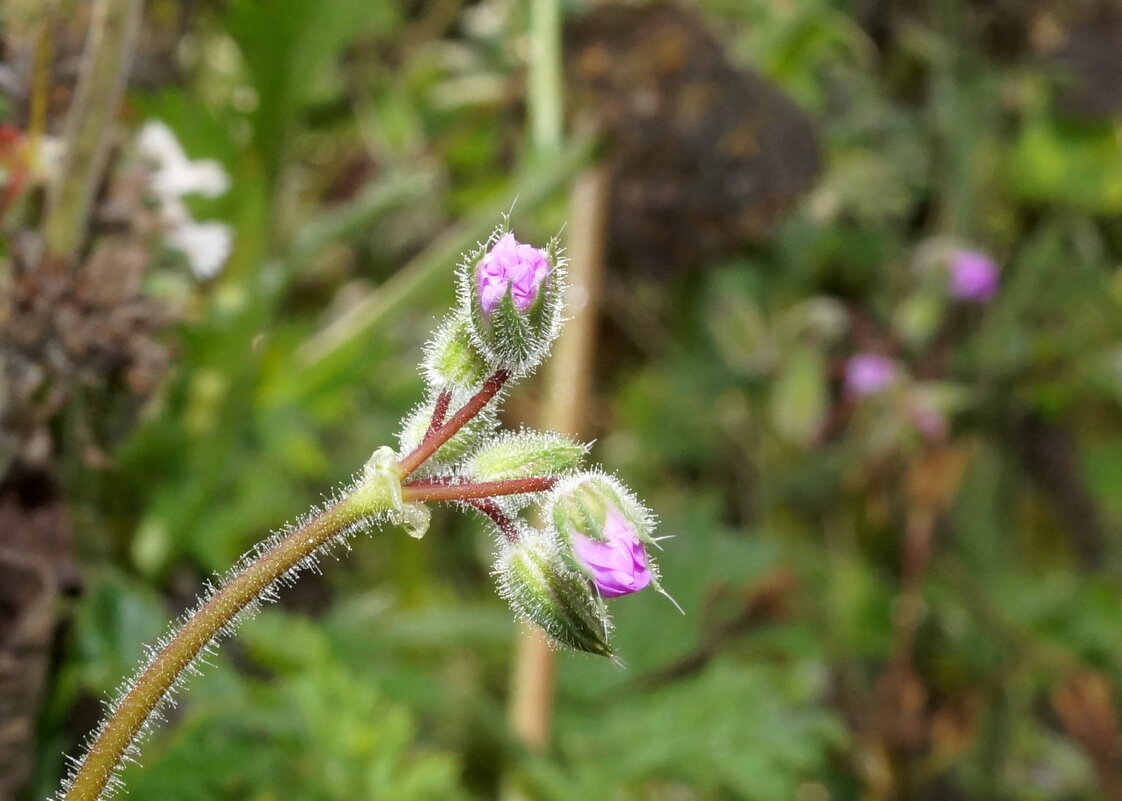нежность... - Андрей Катков