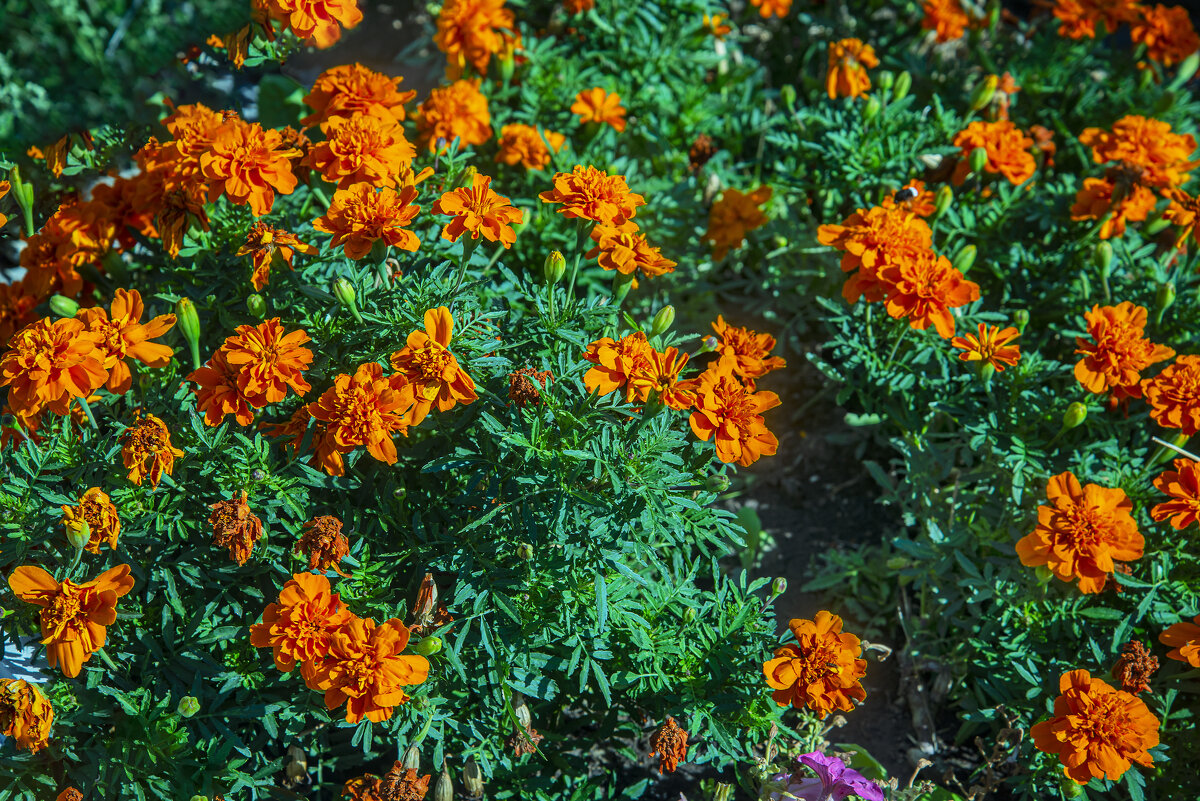 Бархатцы - Анатолий Чикчирный