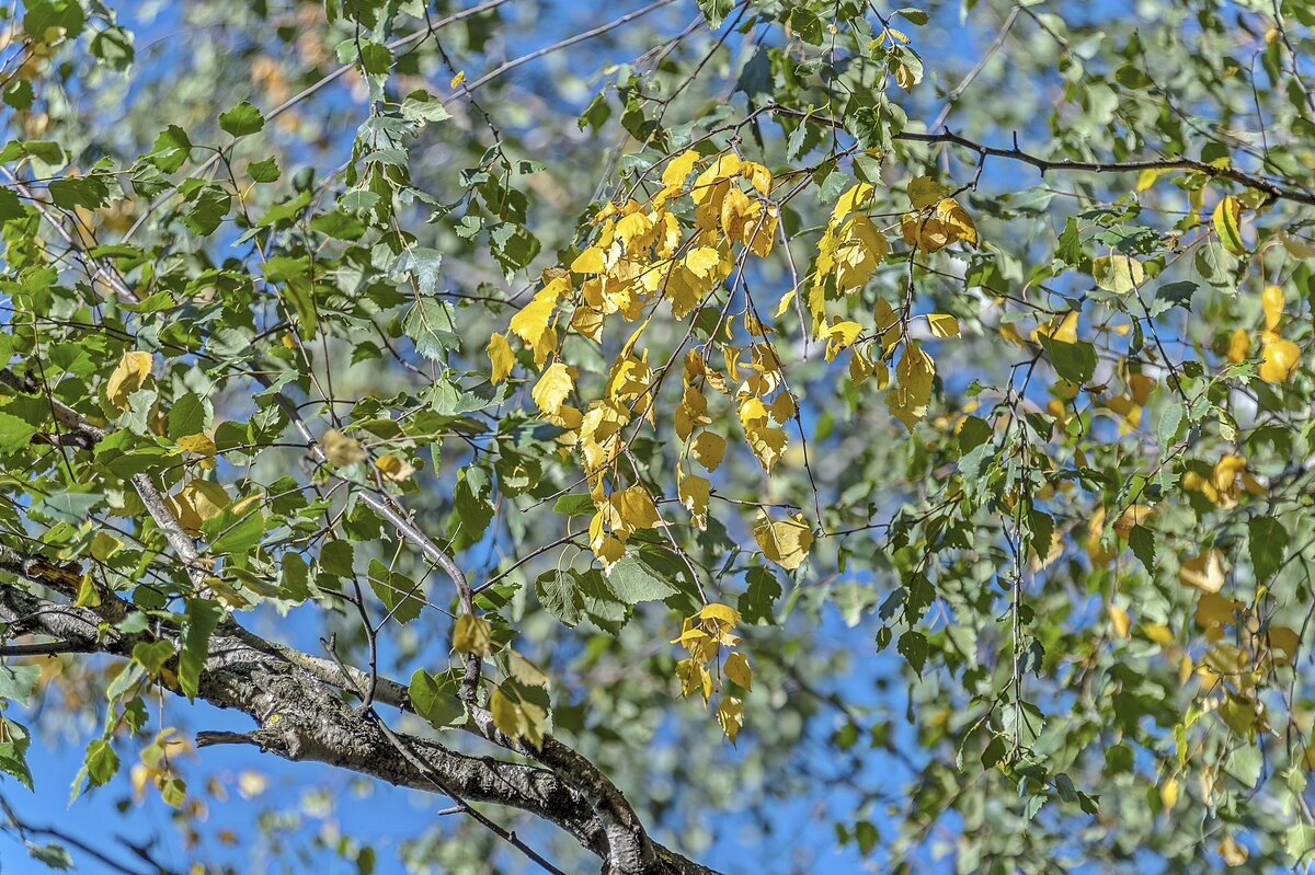 Осенний этюд - Валерий Иванович