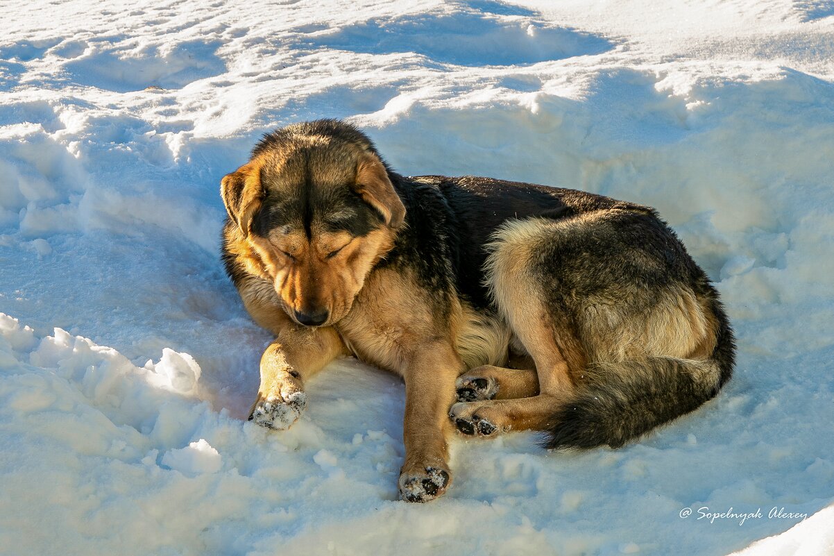 Сон на снегу. - Алексей Сопельняк