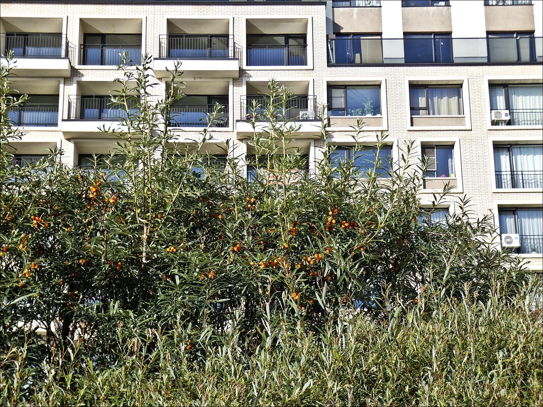 Время облепихи - Валентина *