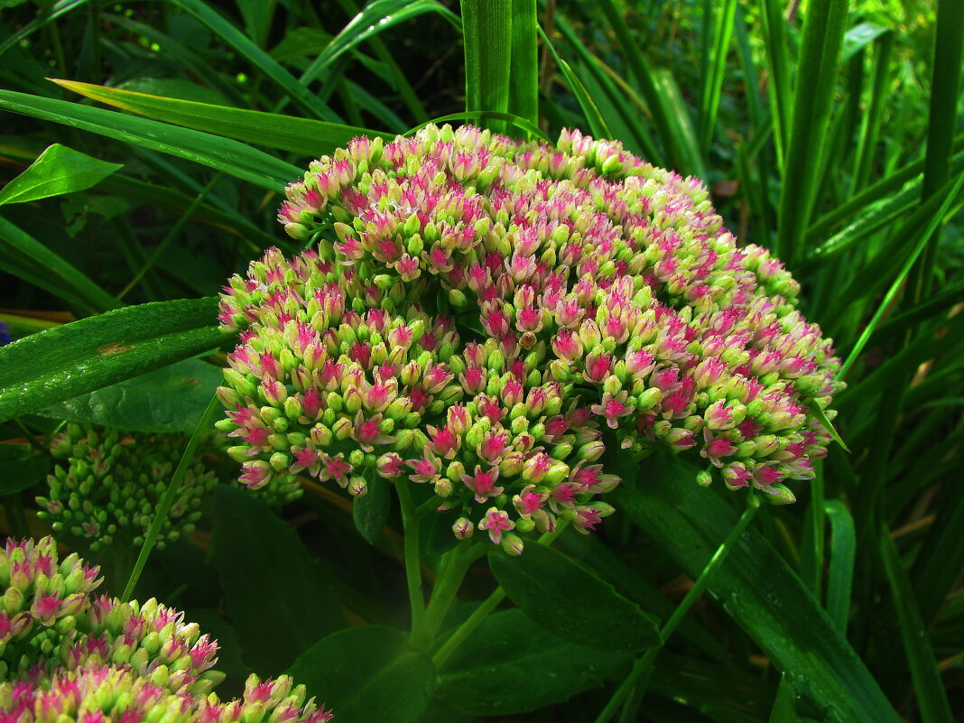 Очиток зацветает - Людмила Смородинская Очиток зацветает - Людмила Смородинская