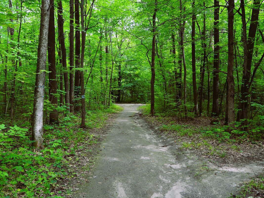 Чебоксары. Тропа Берендеевского леса летом. - Пётр Чернега
