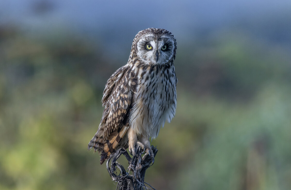 сова болотная - юрий макаров